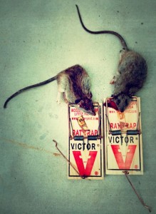Dead Rats